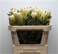 Протея-Protea-White Night-70cm 0817c160-cc39-11f0-0a80-0ffc001d6c1e