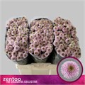 Хризантема сант-Chrysant sant- Aaa Doria Pink-55cm-100gr 46c22c78-036f-11f0-0a80-06da0000524e
