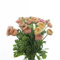 Ранункулус-Ranunculus-Cloni Salmon Super-45cm-DA 46c8596c-c58a-11ed-0a80-0c94001b6123