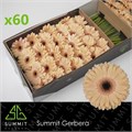Гербера-Gerbera-Gr Laureen Doos-50cm 46dc3f6e-036f-11f0-0a80-06da00005257