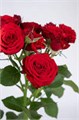 Роза куст-Rosa sp-Vermillion Granite-50cm-RS 46de6178-a3c8-11ed-0a80-06830013be51
