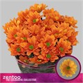 Хризантема куст-Chrysant Tr-Kaya+-70cm-90gr 46e8961e-36bb-11ef-0a80-13a000715fad