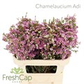 Хамелациум-Chamelaucium-Adi-70cm-45gr 46f43d7b-36bb-11ef-0a80-13a000715fb0