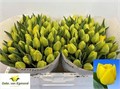 Тюльпан-Tulip-Du Double Trouble-40cm-44gr 46ff4114-036f-11f0-0a80-06da0000525a