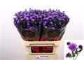 Астра-Aster-Astee Dark Milka-80cm-40gr 081c3ba0-16f1-11ed-0a80-00b300183c09