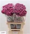 Гвоздика ст-Dianthus st-Mustang-65cm 47035c33-36bb-11ef-0a80-13a000715fb3
