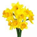 Нарцис-Narcissus-T Dutch Mast Bs-30cm-100gr 47047944-036f-11f0-0a80-06da00005260