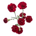 Гвоздика куст SE-Dianthus sp SE-Chateau--FC 4711a3a4-ffd8-11ef-0a80-118f0004d3fc
