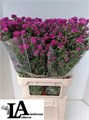 Астра-Aster-Flash-80cm--30gr 471e6459-f2cc-11ef-0a80-190d003495a7