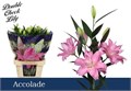 Лилия-Lilium-Or Du Accolade-95cm 4725bb87-23cb-11ee-0a80-08ce0010f113