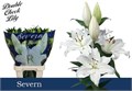 Лилия-Lilium-Or Severn-90cm 472bc7ee-23cb-11ee-0a80-08ce0010f116