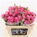 Роза куст-Rosa tr-Pink Fame-50cm 472dd171-36bb-11ef-0a80-13a000715fb6