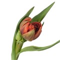 Тюльпан-Tulipa-Du Orange Princess 473c7848-e19a-11f0-0a80-1c290011998e