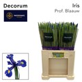 Ирис-Iris-Prof Blaauw-55cm-36gr 473ebf0d-36bb-11ef-0a80-13a000715fb9