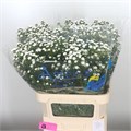 Астра-Aster-Pompon-90cm-40gr 4752b2e5-1b28-11ee-0a80-09ba00094dc0