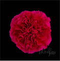 Гвоздика SE-Dianthus SE-Bizet-FC 4755d346-a2f7-11ed-0a80-03ce002b1443