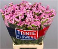 Лимониум-Limonium-S Rosel Su Birds-80cm-85gr 475d02c8-f733-11ef-0a80-02e100070483