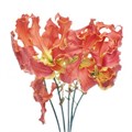Глориоза-Gloriosa-Exot Orange-20cm 475f870e-23cb-11ee-0a80-08ce0010f122