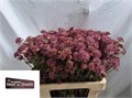 Астрантия-Astrantia-Mag Melinda-60cm 006541a9-7f55-11f0-0a80-16d3001bd027