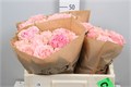Роза-Rosa-Gr Coun Coral Girl-60cm 476a3d3b-bfa5-11ec-0a80-0b4c0007c557