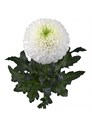 Хризантема одн-Chrysant Gr-Matchpoint-70cm-85gr 476cc050-1b28-11ee-0a80-09ba00094dc7