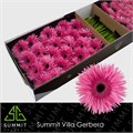 Гербера-Gerbera-Gs Amazing Doos-45cm 476e4b6b-23cb-11ee-0a80-08ce0010f125