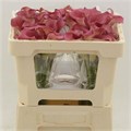 Калла-Zantedechia-Capt Hollywood-55cm 4771c380-f733-11ef-0a80-02e100070489
