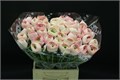 Ранункулус-Ranunculus-Cloni Extra Hanoi--45cm 4775632d-ce44-11ed-0a80-0cdc0029ff2d