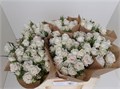 Роза-Rosa-Tr Exclusive Sens-50cm 477f75e2-23cb-11ee-0a80-08ce0010f128