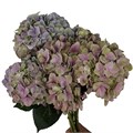 Гортензия-Hydrangea-Magical Tender Love Pink-70cm-Ft 08224b98-cca0-11ee-0a80-0ca700080a15