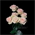 Роза куст-Rosa sp-Rosanela-60cm-FS 4782c0ca-0d0a-11ef-0a80-06350007f12d