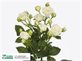 Роза-Rosa-Tr Josephine-50cm 478d153a-23cb-11ee-0a80-08ce0010f12e
