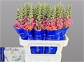 Антирринум-Antirrhinum-Antibes Orange-75cm 0825cc59-774c-11ef-0a80-19250007cf18
