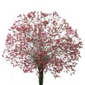 Лимониум-Limonium-Scarlet Diamond-60cm-So 479a170b-4538-11ef-0a80-177900015efe