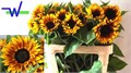 Подсолнух-Helianthus-An Ziggy-80cm 479a69cd-1b28-11ee-0a80-09ba00094dd3
