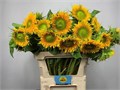 Подсолнух-Helianthus-Solano Double-80cm 47a0f0a8-1b28-11ee-0a80-09ba00094dd6