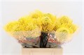Леукоспермум-Leucospermum-Co High Gold-40cm/ 47a26bd4-ddef-11ed-0a80-0d200013188b