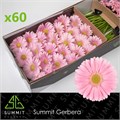 Гербера-Gerbera-Gr Plot Doos-50cm 47aea5d4-f733-11ef-0a80-02e10007048c
