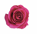 Роза-Rosa-Pink Floyd-50cm-IS 47af23bd-bfa9-11ec-0a80-0b4c000b6900