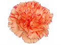 Гвоздика ст-Dianthus st-Megan-65cm 47b646ba-f733-11ef-0a80-02e10007048f