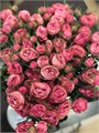 Роза куст-Rosa sp-Grand Trendsetter--60cm-Si 47b6f4bb-e912-11ee-0a80-080b001ff88d