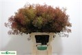 Котинус-Cotinus-C Mag Torch-70cm 0825e081-16f1-11ed-0a80-00b300183c0c