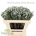 Бруния-Brunia-Laevis-50cm/ 47bfc215-a562-11ed-0a80-0b4d002a8ca7