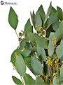 Эвкалипт-Eucalyptus-Populus Berry-GW 47c2a139-bfa6-11ec-0a80-0b4c0008ae6d