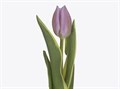 Тюльпан-Tulip-En Summer Breeze_sirenevij-43cm-34gr 47c757ce-f733-11ef-0a80-02e100070495