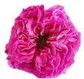 Роза-Rosa-Petrova-50cm-Uu 47d32ae5-39da-11ef-0a80-0cb20021eb43