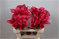 Калла-Zantedechia-Rosso-55cm 082aeb8d-cc39-11f0-0a80-0ffc001d6c21