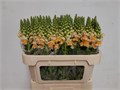 Антирринум-Antirrhinum-Costa Apricot-65cm 47d33b42-1b28-11ee-0a80-09ba00094de1