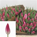 Тюльпан-Tulip-En Bolroyal Pink-38cm-34gr 47db2aeb-f733-11ef-0a80-02e10007049b