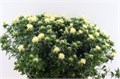 Картамус-Carthamus-Tinctorius Wit-75cm 47e27229-23cb-11ee-0a80-08ce0010f137
